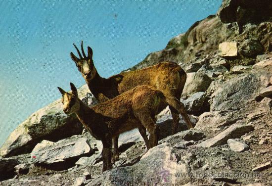 Cartes Postales: VALLE D'AOSTA CAMOSCI ESCRITA CIRCULADA SELLO