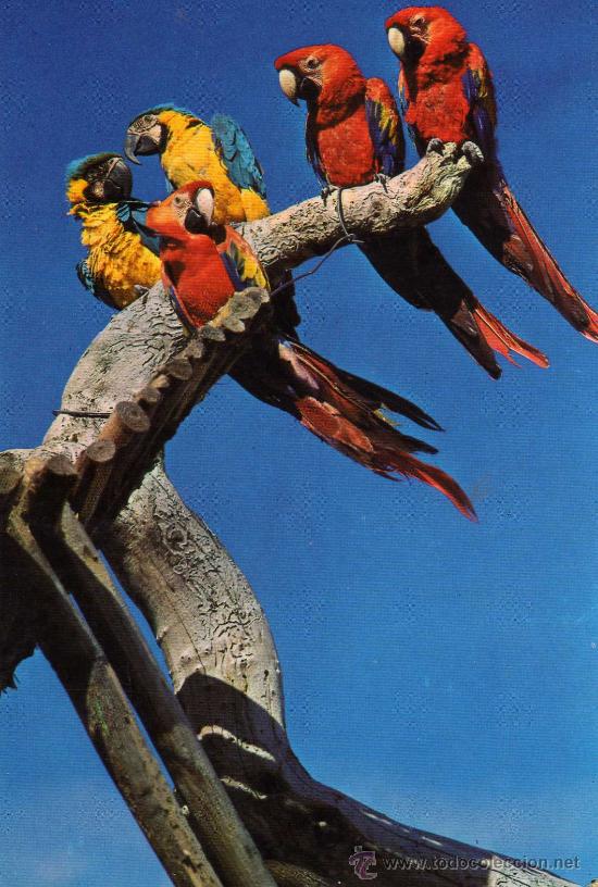 Cartes Postales: SAFARI PARK COSTA BLANCA VERGEL ALICANTE ESCRITA CIRCULADA SELLO