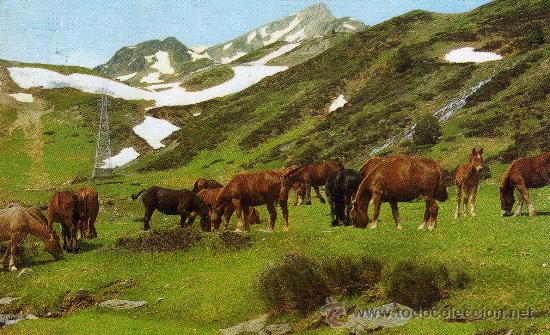 Postcards: POSTAL ANIMALES ESCRITA CIRCULADA SELLO EDICIONES CYZ 7660/29-B