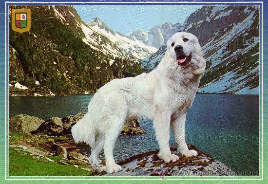 Cartes Postales: POSTAL ANIMALES PERRO NUEVA SIN CIRCULAR POSTALES ESCUDO DE ORO