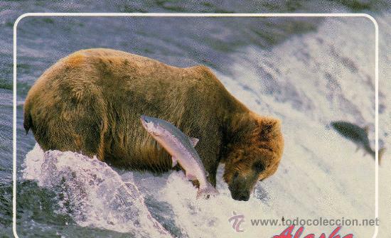 Cartes Postales: POSTAL ANIMALES OSO NUEVA SIN CIRCULAR ALASKA