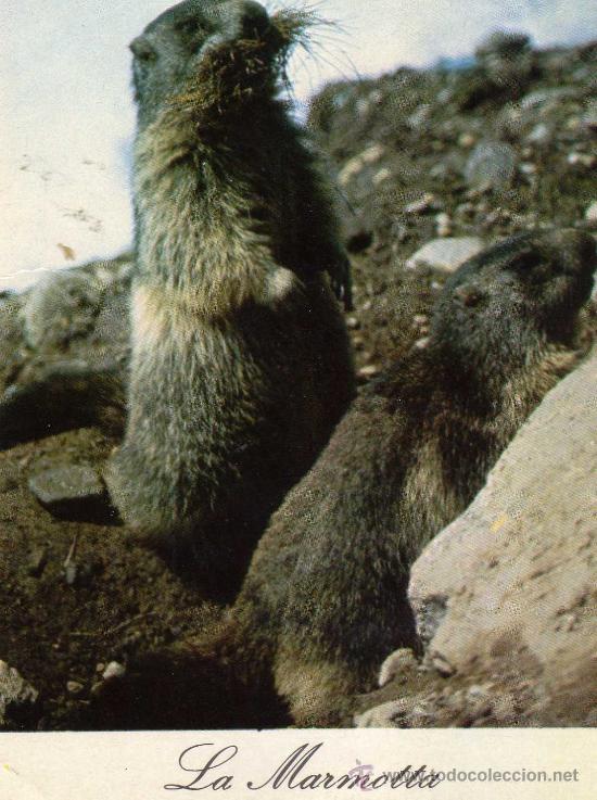 Cartes Postales: POSTAL ANIMALES LA MARMOTTA ESCRITA CIRCULADA DOS SELLOS