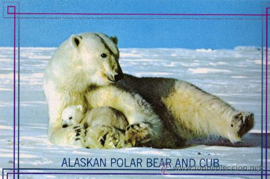 Cartes Postales: POSTAL ANIMALES OSO POLAR ALKA NUEVA SIN CIRCULAR