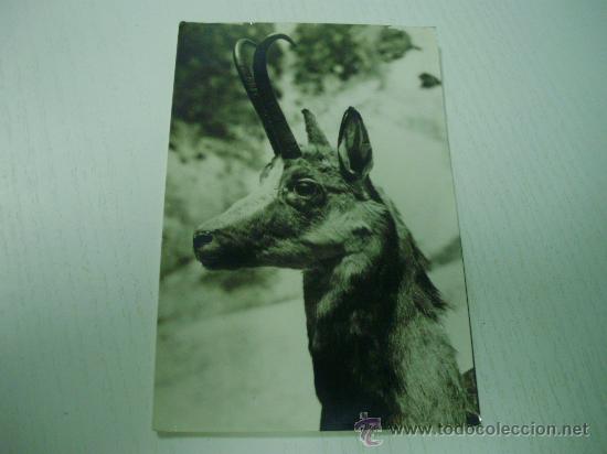Postcards: CABEZA DE SARRIA (ISARD) - REBECO DE YERDAS - A&Ntilde;OS 60