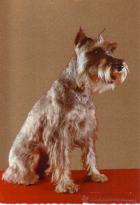 Cartes Postales: POSTAL DE UN PERRO - FONDO DORADO