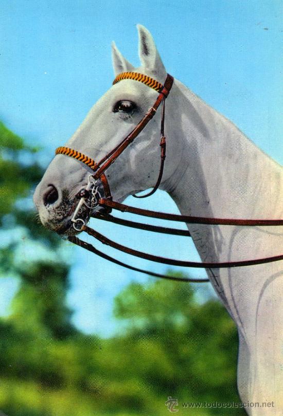 Cartes Postales: CABALLO POSTAL A&Ntilde;OS 60 ESCRTA SIN CIRCULAR TECAMI N&ordm; 339