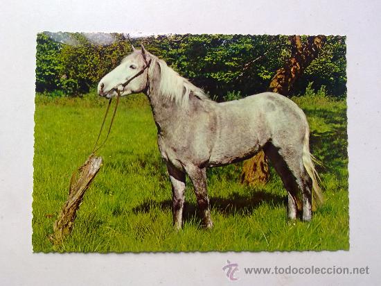 Postales: POSTAL CECAMI CABALLO N&ordm; 368, SIN CIRCULAR COMO NUEVA - Foto 1