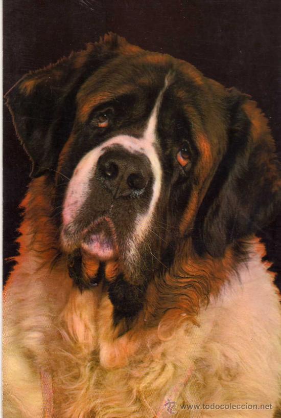 Postcards: POSTAL ANIMALES PERRO EDICIONES CYZ 6371-B NUEVA SIN CIRCULAR
