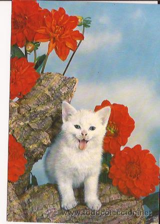 Postais: POSTAL DE GATO
