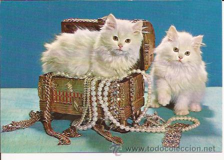 Postais: POSTAL DE GATOS