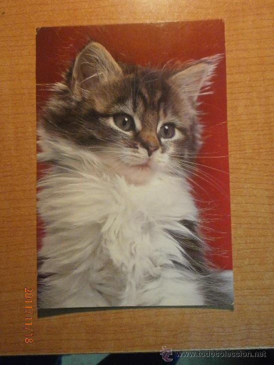 Cartes Postales: ANTIGUA POSTAL GATO ESCRITA