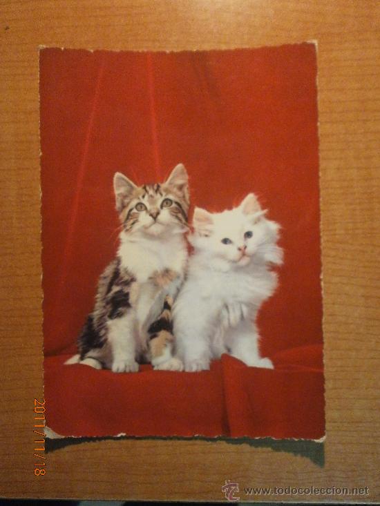 Cartes Postales: ANTIGUA POSTAL GATOS ESCRITA