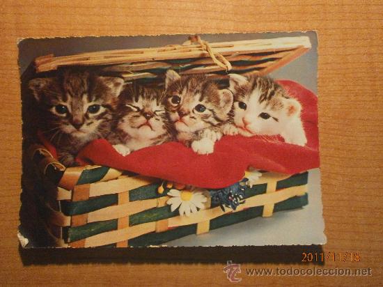 Cartes Postales: ANTIGUA POSTAL GATOS ESCRITA