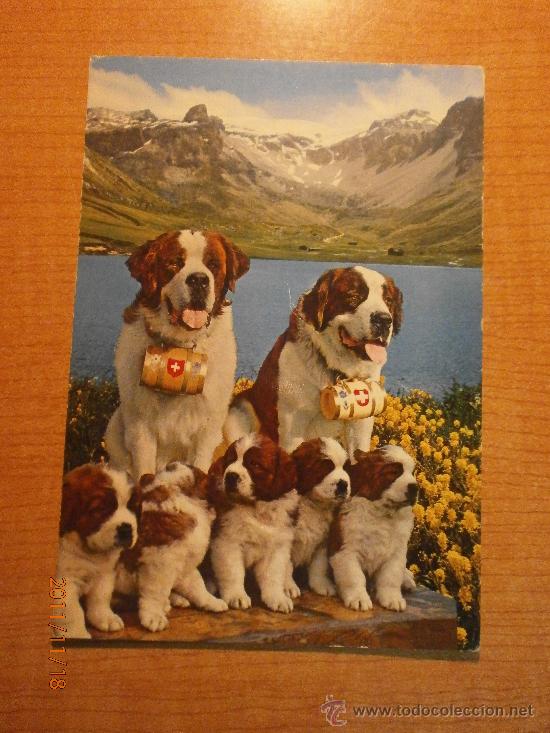 Cartes Postales: ANTIGUA POSTAL CHIENS ST. BERNARD AVER PETITS CIRCULADA