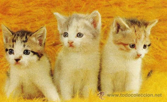 Postales: POSTAL ANIMALES GATITOS ESCRITA SIN CIRCULAR A&Ntilde;OS 60