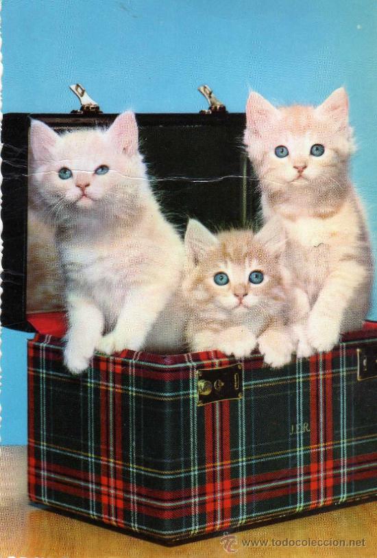 Cartes Postales: POSTAL ANIMALES GATITOS EDICIONES CYZ 6113 ESCRITA SIN CIRCULAR A&Ntilde;OS 60