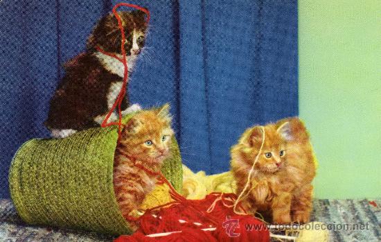 Cartes Postales: POSTAL ANIMALES GATITOS 788/1 PMCE NUEVA SIN CIRCULAR