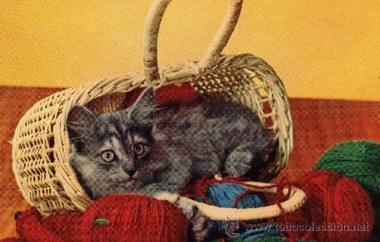 Cartes Postales: POSTAL ANIMALES GATITO MONDIALCOLOR MILANO SERIE 4 NUEVA SIN CIRCULAR