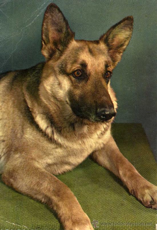 Cartes Postales: POSTAL ANIMALES PERRO SIN CIRCULAR