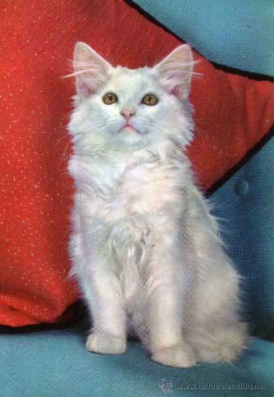 Cartes Postales: POSTAL ANIMALES GATITO SIN CIRCULAR EDICIONES CYZ 6321