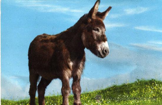 Cartes Postales: AN IRISH DONKEY ESCRITA CIRCULADA SELLO BURRO