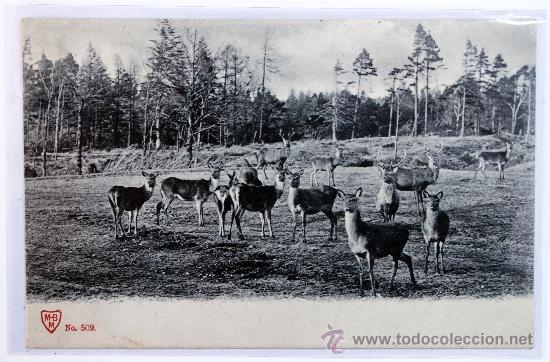 Cartes Postales: Postales animales en libertad
