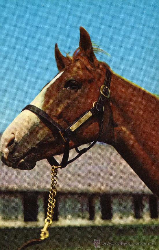 Cartes Postales: postal caballo sin circular