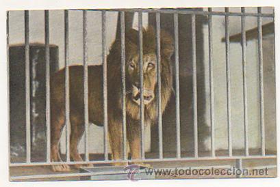 Postkarten: ZOOLOGISCHER GARTEN. L&Ouml;WE. ZOOLOGICO. LEON. POSTAL.