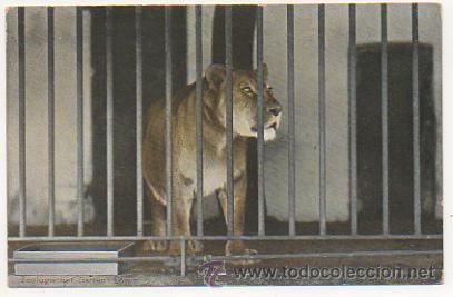 Postkarten: ZOOLOGISCHER GARTEN. L&Ouml;WIN. ZOOLOGICO. LEONA. POSTAL.