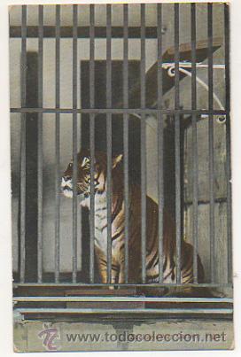 Postcards: ZOOLOGISCHER GARTEN. TIGER. ZOOLOGICO. TIGRE. POSTAL.