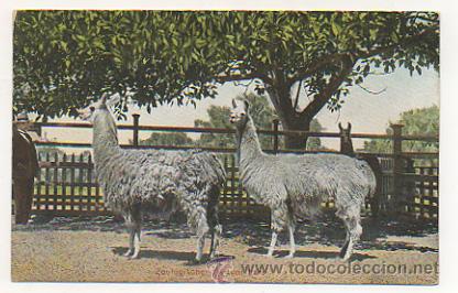 Postcards: ZOOLOGISCHER GARTEN. LAMA. ZOOLOGICO. LLAMA. POSTAL.