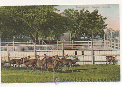 Postcards: ZOOLOGISCHER GARTEN. HIRSCHE. ZOOLOGICO. CIERVO. POSTAL.