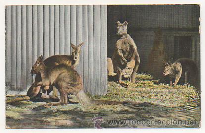 Postcards: ZOOLOGISCHER GARTEN. K&Auml;NGURUH. ZOOLOGICO. CANGURO. POSTAL.