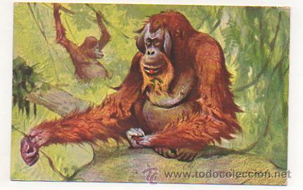 Postales: POSTAL. GORILA. MONO. ORANGUTAN. - Foto 1