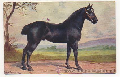 Postcards: CABALLO. NEGRO.