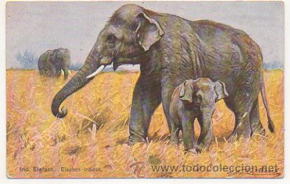 Postcards: ELEFANTE. POSTAL ILUSTRADA.