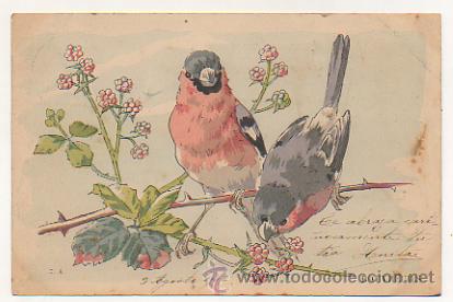 Postales: PAJAROS. BOUVREUILS. POSTAL ILUSTRADA.