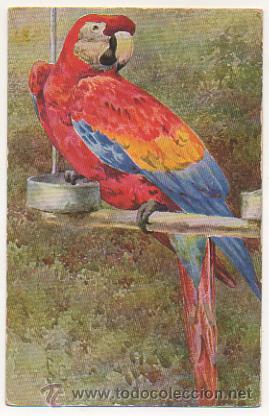 Postkarten: PAJARO. LORO. POSTAL ILUSTRADA.