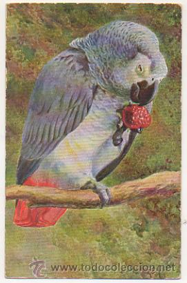 Postkarten: PAJARO. LORO. POSTAL ILUSTRADA.