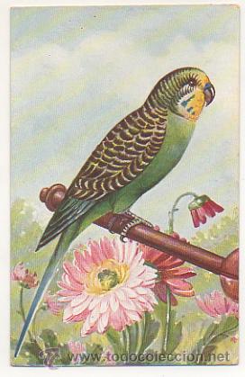 Postales: PAJARO. PERIQUITO. POSTAL ILUSTRADA.