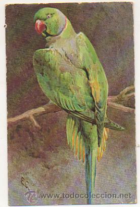 Postales: PAJARO. LORO. POSTAL ILUSTRADA. - Foto 1