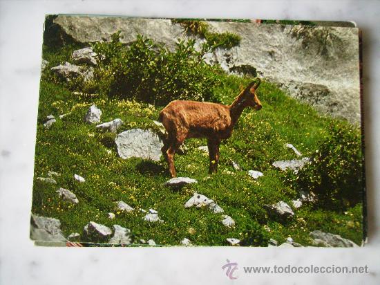 Postais: FAUNA IBERICA,REBECO SARRIO.RUPICAPRA.SIN CIRCULAR.