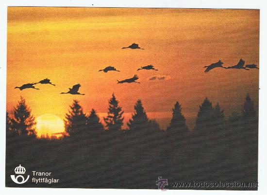 Cartes Postales: bandada de patos bajando a zonas templadas para aparearse nueva a estrenar