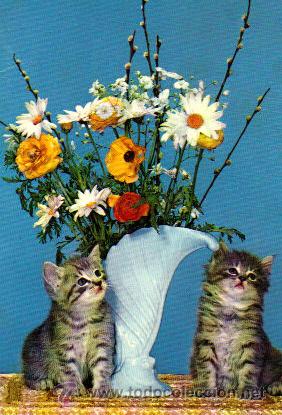 Cartes Postales: POSTAL GATITOS / CIRCULADA 1.965