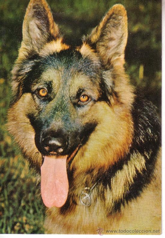 Cartes Postales: POSTAL CON UN PASTOR ALEMAN - PERROS