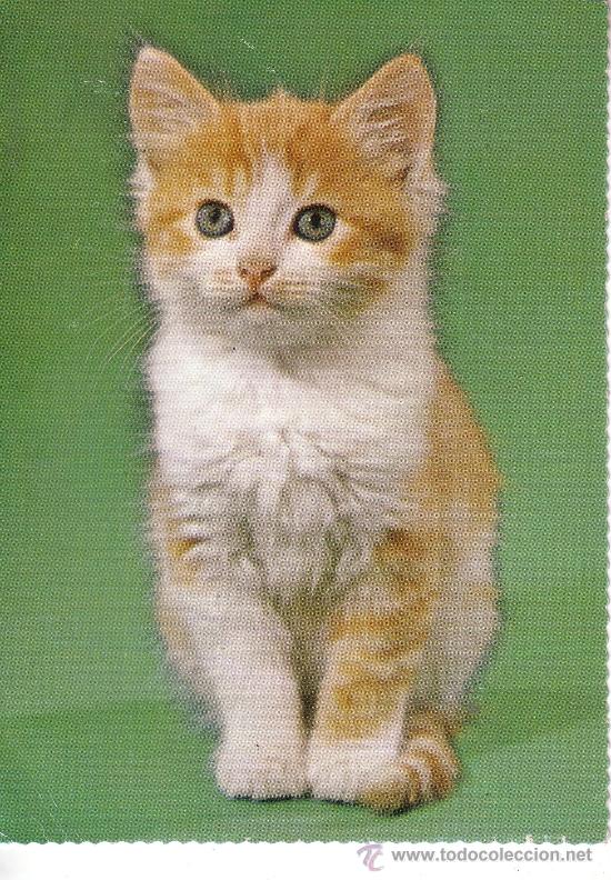 Cartes Postales: POSTAL CON FOTOGRAFIA DE UN GATO
