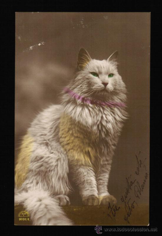 Cartes Postales: POSTAL CON FOTOGRAFIA DE UN GATO