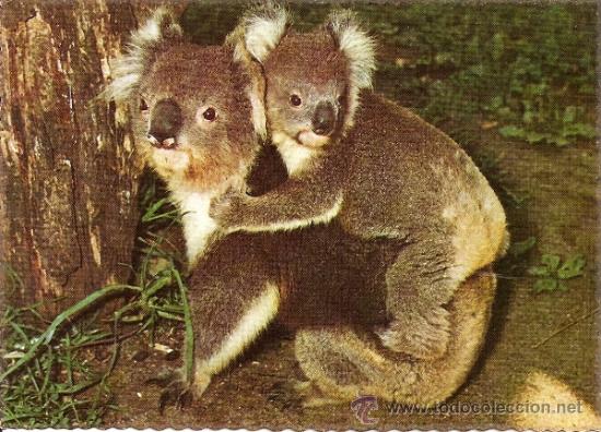 Postales: KOALA CON CRIA - Foto 1