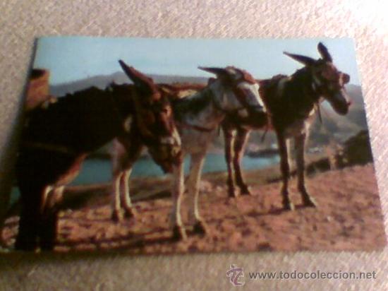 Cartes Postales: Postal Burros Borricos tipicos n&ordm; 1441 Garrabella a&ntilde;os 70 circulada (b27)