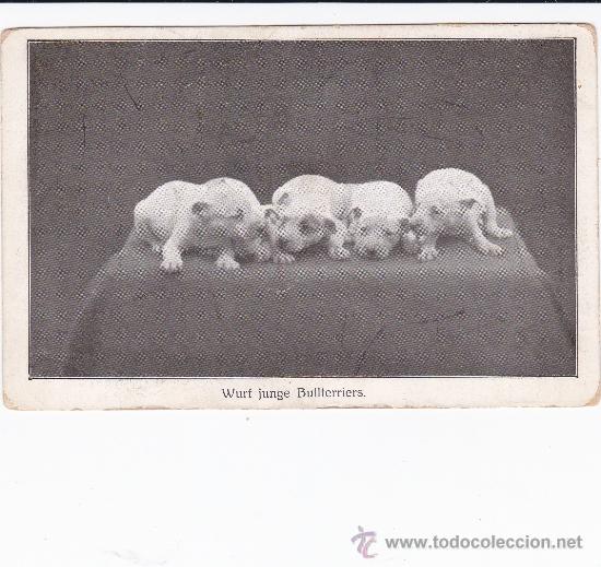 Postales: cachorros Bullterriers (escrita) - Foto 1